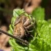 Xysticus sp.